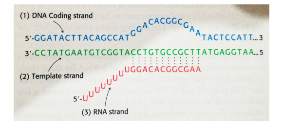 Forum OSN | Gudang Soal OSN/KSN Biologi - SMA/MA